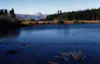 reservoir with ducks