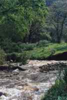 Liesbeeck river and Spring trees