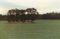 trees in middle of field