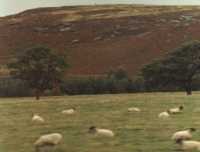 heather covered hillside with sheep in field