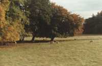sheep in field below autumn trees