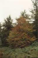 autumn tree at roadside