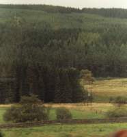 pine covered hillside