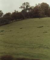 field up hillside topped with trees