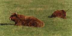 highland cattle