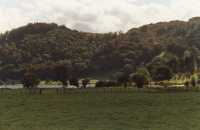 sunlight on tree covered hillside above lake