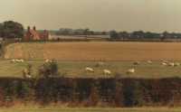 sheep in fields north of Cambridge