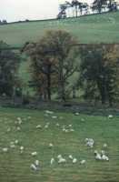 sheep in fields with autumn trees