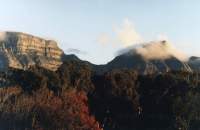 autumn trees in front of Table Mountain and Devil's Peak
