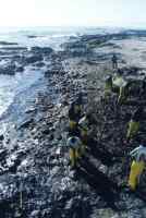 Workers cleaning oil-spill at Moullie Point