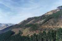 burned trees and clear cuts in Tokai Forest