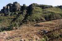 clear-cut in upper Cecilia Forest with funbos and Constantia Corner