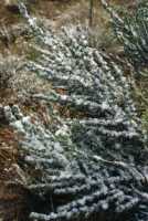 snow on fynbos at Du Toit's Kloof Pass
