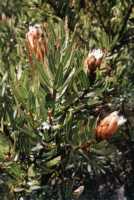 snow on Proteas at Du Toit's Kloof Pass