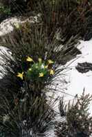 snow and flowers on summit of Table Mountain