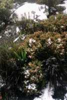 fynbos and snow on summit of Table Mountain