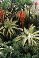 snowy aloes on summit of Table Mountain
