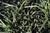 frost on grass at dawn