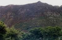 burned area above Ceclia Forest