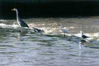 birds at Zandvlei river weir (heron, egret and gull)