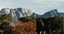 autumn trees in front of Table Mountain