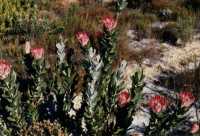 proteas in Silvermine Nature Reserve