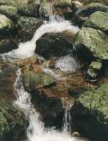 river over rocks in Newlands Forest