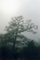 misty oak tree backlit in Boschenheuwel Atboreteum