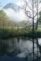 Table Mountain and misty trees reflected in Boschenheuwel pond