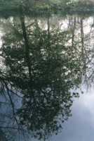 oak tree reflected in Boschenheuwel