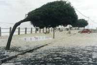 bent tree and foam on car at Sea Point