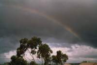 rainbow above tree against dark sky
