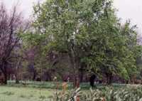 oak tree in Boschenheuwel arboreteum