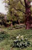 lilies and oak with new leaves (RIP Diana)