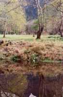 pond and trees in Boschenheuwel Arboreteum