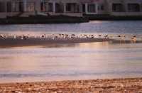 Rietvlei gulls