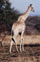 giraffe