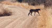 cheetah crossing road
