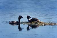 Crested Grebes feeding chick near Park Island