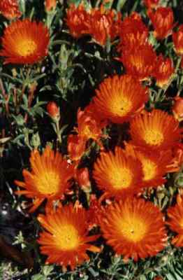 bright orange vygie succulents