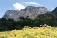 Table Mountain and flowers from Rhodes Estate