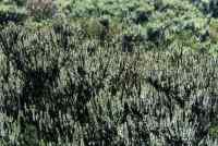 succulent bushes backlit in Zandvlei Nature Reserve