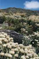 everlasting flowers and hillside in Silvermine Reserve