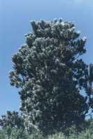 Silver Trees above Rhodes Memorial