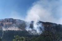 burning trees in Tokai Forest