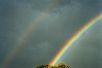 bright double rainbow over tree