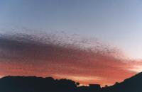 sunset on alto cumulus