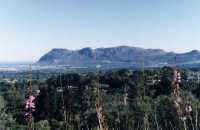 Muizenberg Mountain with gladioli