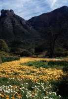 Kirstenbosch spring flowers