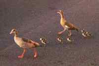 Goslings crossing road soon after hatching